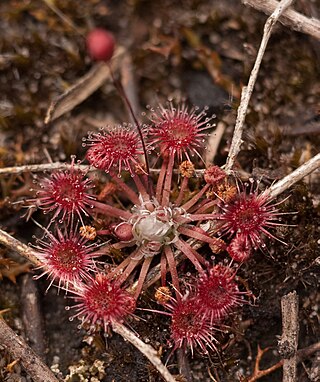 <i>Drosera pygmaea</i> Species of plant