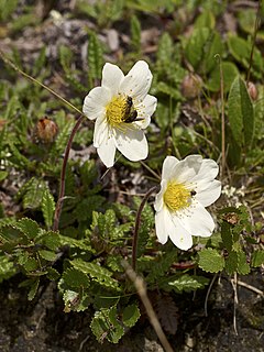 Arctic vegetation Plants adapted to the short, cold growing seasons of the Arctic regions