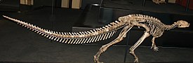 Dysalotosaurus lettowvorbecki — реконструированный скелет в Берлинском музее естественной истории