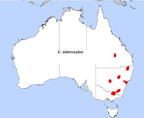 Beskrivelse av bildet E sideroxylon.jpg.
