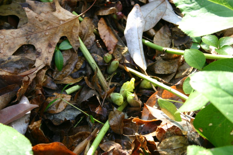 File:E winter hellebore buds 1.JPG