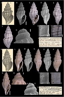 <i>Kurtziella serga</i> Species of gastropod