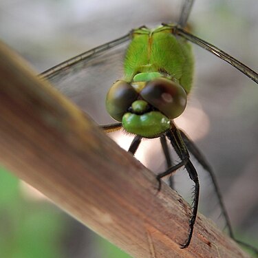 Eastern Pondhawk (Erthemis simplicicollis), Female