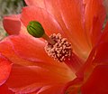 Echinocereus polyacanthus subsp. huitcholensis