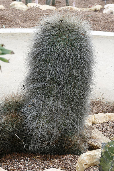 File:Echinopsis formosa1011643925.jpg