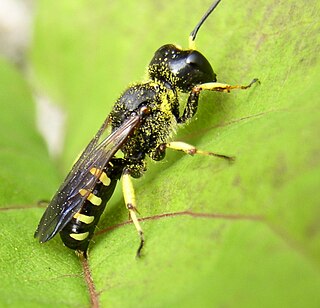 <i>Ectemnius maculosus</i> Species of wasp