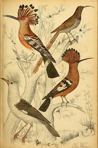 File:Edinburgh journal of natural history and of the physical sciences (1835) (20977548970).jpg