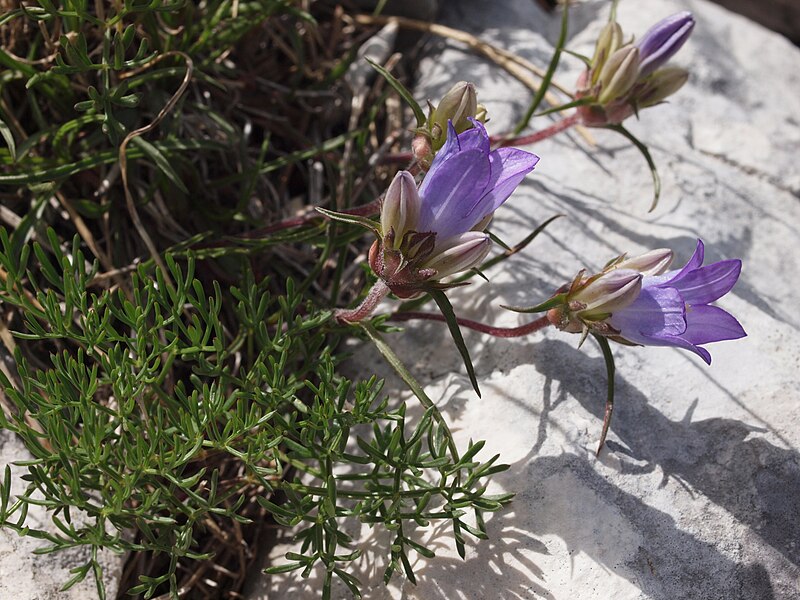 File:Edraianthus serpyllifolius Orjen.JPG