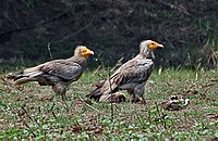 Egyptian Vulture (Neophron percnopterus) at Bharatpur I IMG 5366.jpg