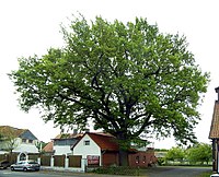 Oak in Ditterke