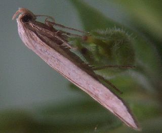 <i>Elachista rufocinerea</i> Species of moth