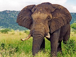 Elefant (2).jpg