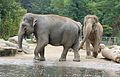 Elefant, Elephas maximus