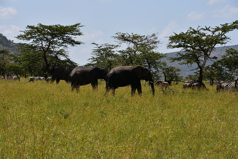 File:Elephants in the Serengeti (5) (28578862976).jpg