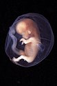 Embryo week 9-10.jpg