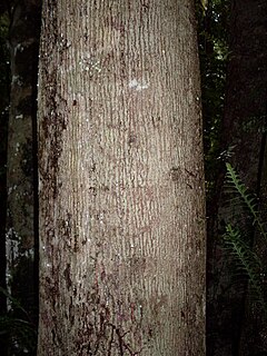 <i>Emmenosperma alphitonioides</i> Species of tree
