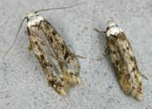 Endrose sarcitrella01.jpg