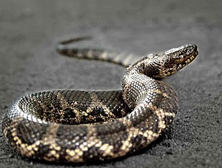 Siebolds water snake Species of snake