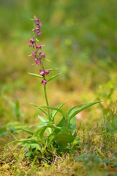 File:Epipactis atrorubens - Männiku.jpg