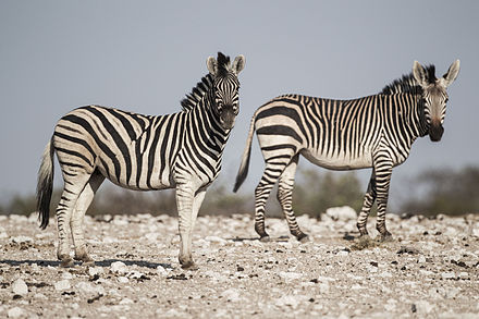 Зебра якутия. Горная Зебра (Equus Zebra). Зебра Бурчелла. Горная Зебра Хартмана. Equus quagga burchellii.