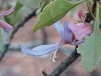 E. flaccida flaccida leaves and flowers Eremophila flaccida (leaves and flowers).jpg