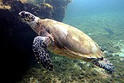 Eretmochelys-imbricata-Kelonia-2.JPG