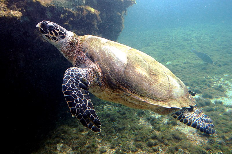 File:Eretmochelys-imbricata-Kélonia-2.JPG