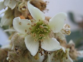 شجرة الزعرور الجرماني