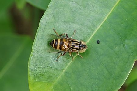 Eristalinus quinquelineatus