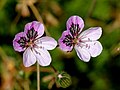 Erodium glandulosum