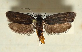 Ethmia chrysopyga