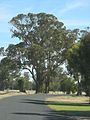 Tuart Tree near Lake Clifton, Western Australia