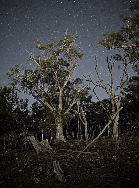 File:Eucalyptus Blaklyei Majura Nature Reserve.jpg