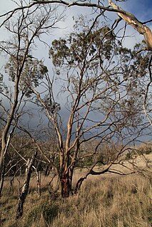 <i>Eucalyptus morrisbyi</i>