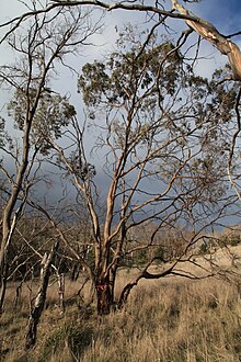 Eucalyptus morrisbyi v přírodní rezervaci Calverts Hill. JPG