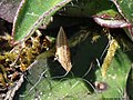 Eupelix cuspidata (Fabricius, 1775)