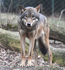 Europese grijze wolf in de dierentuin van Praag 2.jpg