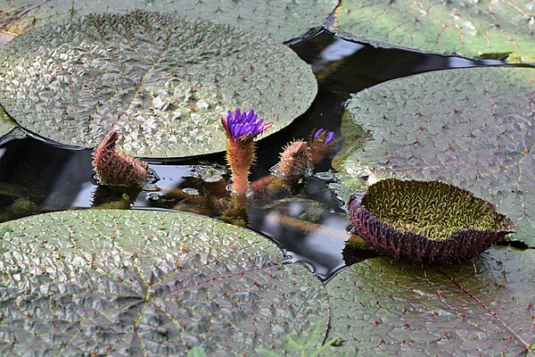 Flowering Euryale ferox specimen cultivated in the Botanischer Garten Berlin-Dahlem, Germany