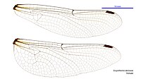 Eusynthemis deniseae female wings (34248793563).jpg