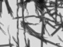 Jessica Polka's electron micrograph of negatively stained purified type 51 R bodies in their extended (low pH) state Extended R bodies.jpg