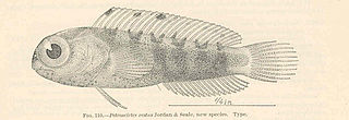 <i>Petroscirtes xestus</i> Species of fish