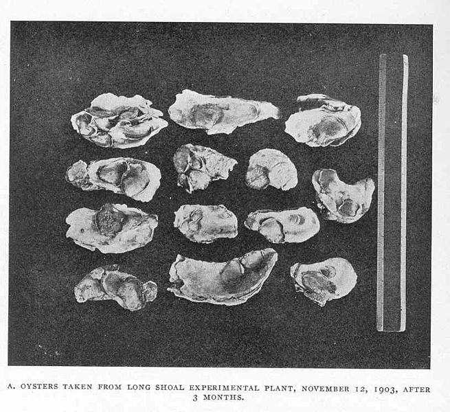 File:FMIB 48249 Oysters Taken from Long Shoal Experimental Plant, November 12, 1903, After 3 Months.jpeg