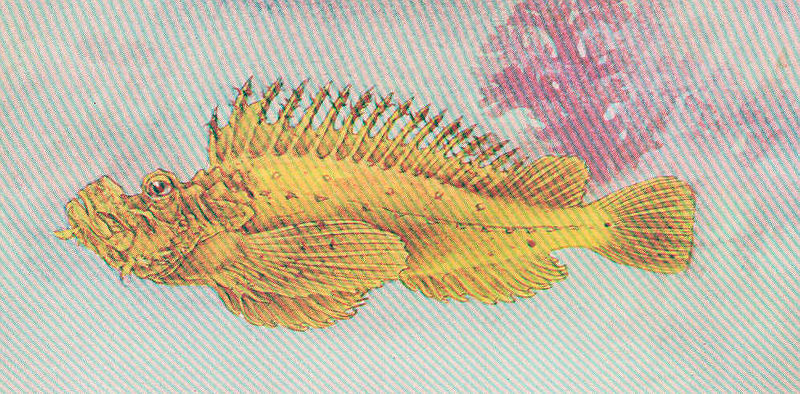 File:FMIB 51976 Oniokose or Demon Stinger, Inimicus japonicus (Cuv and Val) from Wakanoura, Japan.jpeg