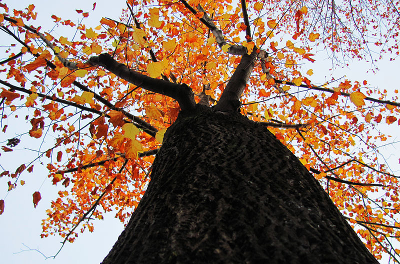 File:Fall tree at SKKU Suwon.jpg