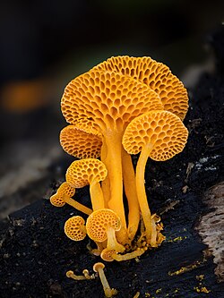 Favolaschia calocera California.jpg