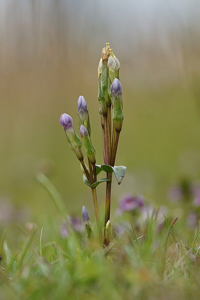 File:Field Gentian (Gentianella campestris), Baltasound - geograph.org.uk - 3602769.jpg