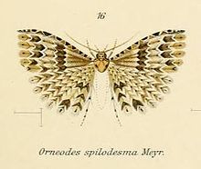 Sl.16-Alucita spilodesma.JPG