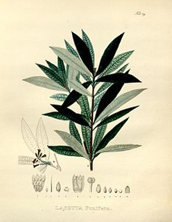 <i>Funifera</i> Genus of Thymelaeaceae plants