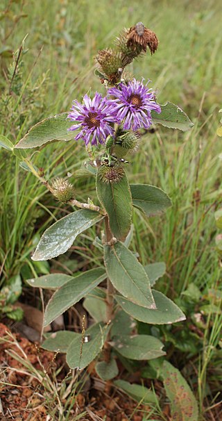 <i>Lessingianthus</i> Genus of flowering plants