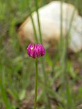 Thumbnail for Polygala longicaulis